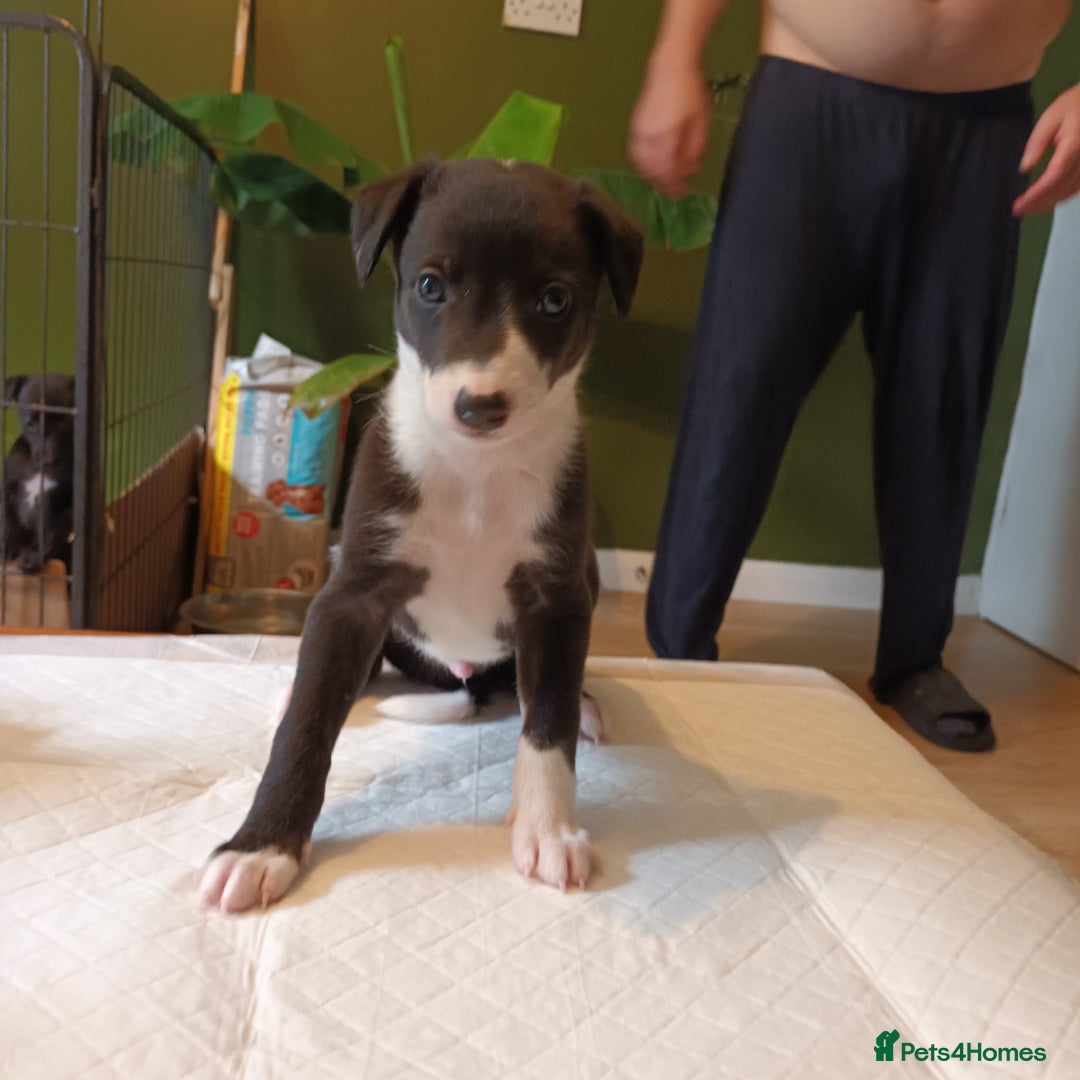 Whippet dogs for sale: 2 whippet pups left ( 1 bitch & 1 boy) - Image 13