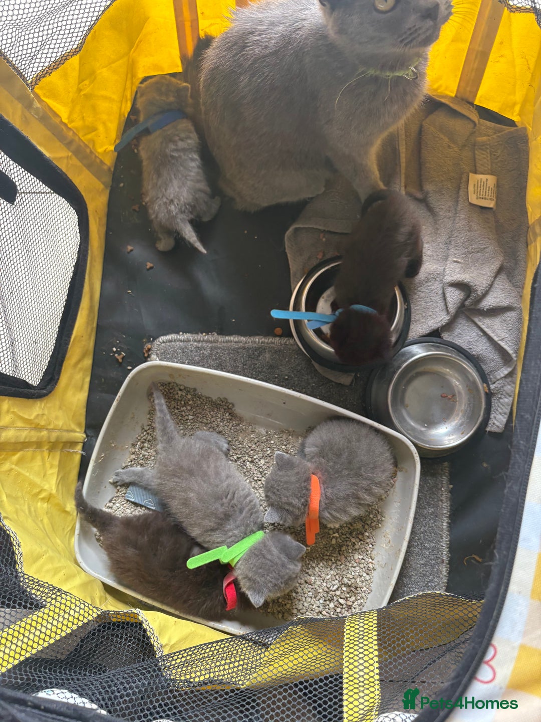 British Shorthair cats for sale: British Shorthair chocolate/grey colours  - Image 19