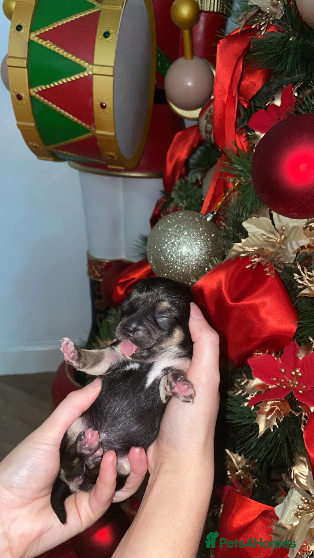 Chihuahua dogs for sale: Miniature Chihuahua Puppies - Advert 6