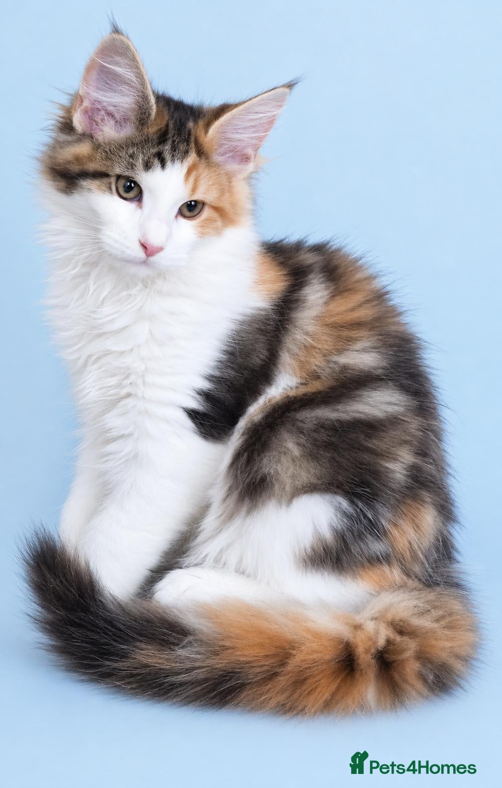 Maine Coon cats Beautiful Mainecoons  - Advert 1
