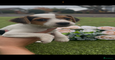 Jack Russell dogs Tri coloured Jack Russel pups  - Advert 4