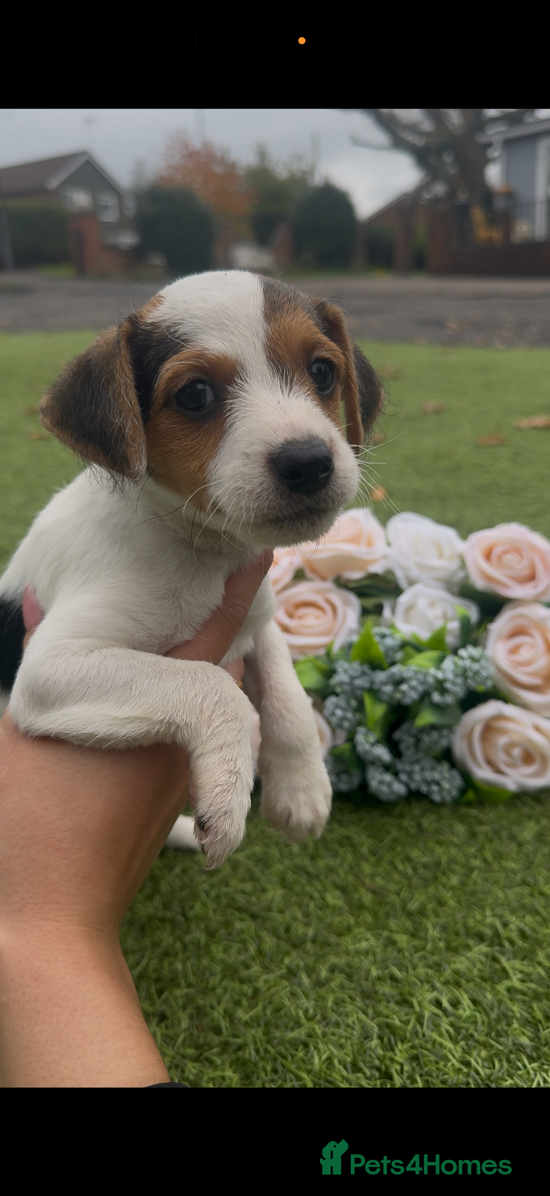 Jack Russell dogs for sale: Tri coloured Jack Russel pups  - Advert 2