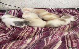 British Shorthair cats for sale: 5  Registered British Shorthair  in Manningtree - Image 7