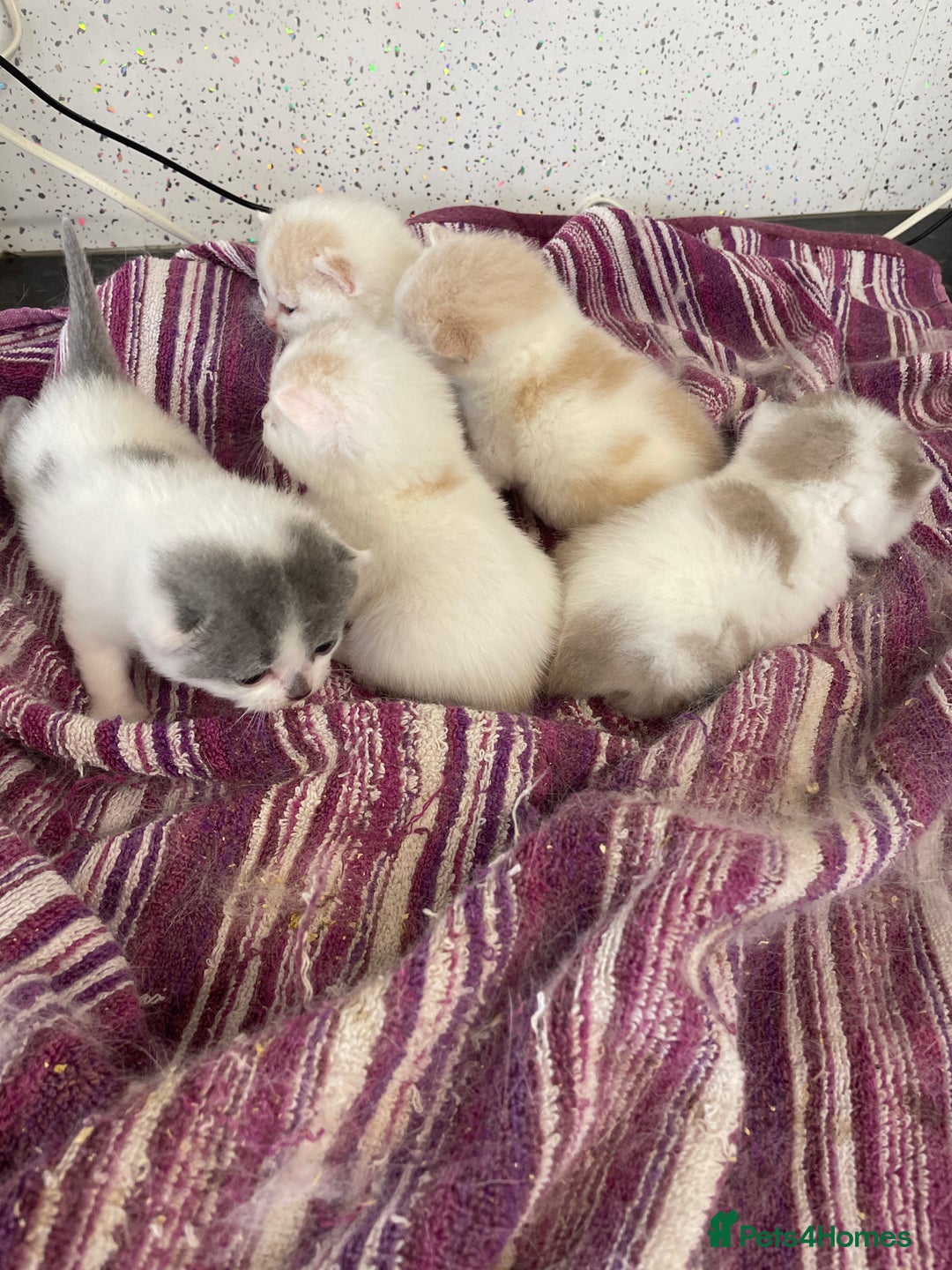 British Shorthair cats for sale: 5  Registered British Shorthair  in Manningtree - Image 7
