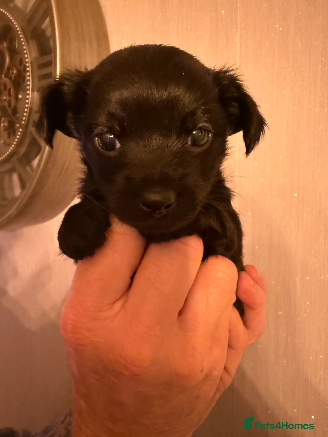 Yorkiepoo dogs for sale: Yorkipoos READY  **  EVE - Advert 7