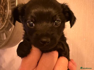 Yorkiepoo dogs Yorkipoos READY in 3 weeks - Advert 10