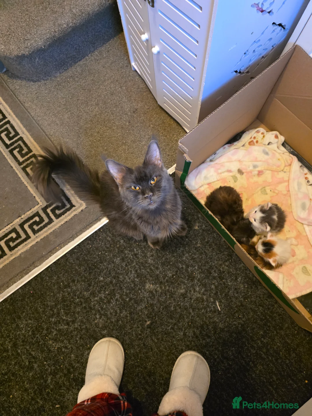 Maine Coon cats for sale: MAINE COON KITTENS PRICE IS FOR BOTH - Advert 5