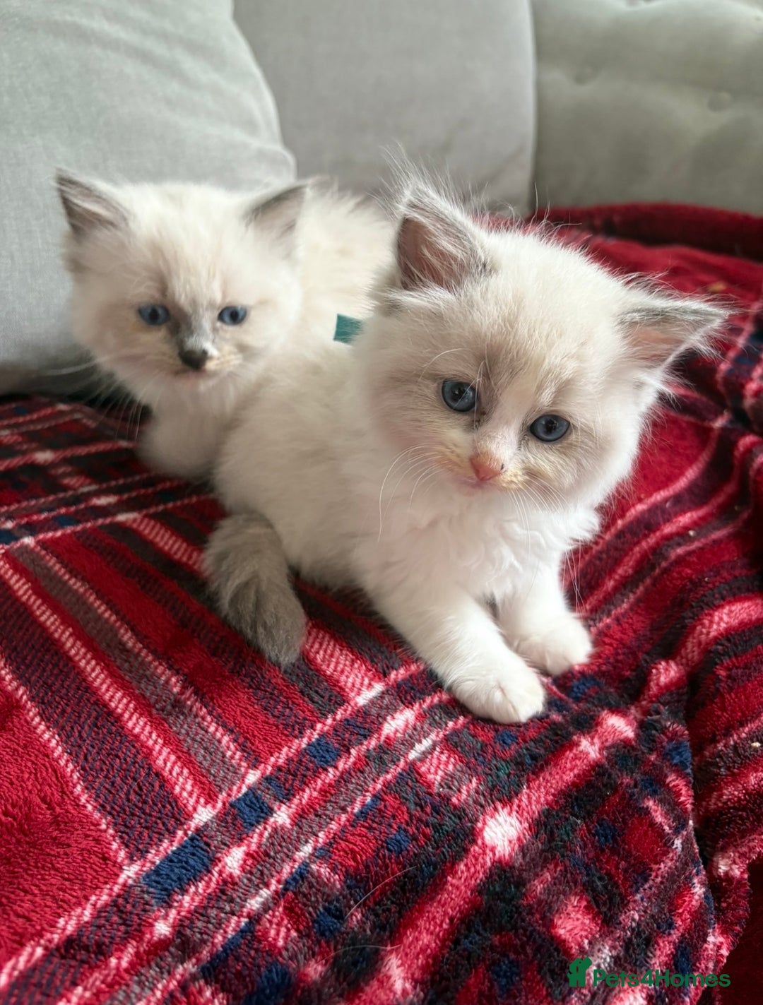 Ragdoll cats for sale: Beautiful purebred Ragdoll kittens - Image 2
