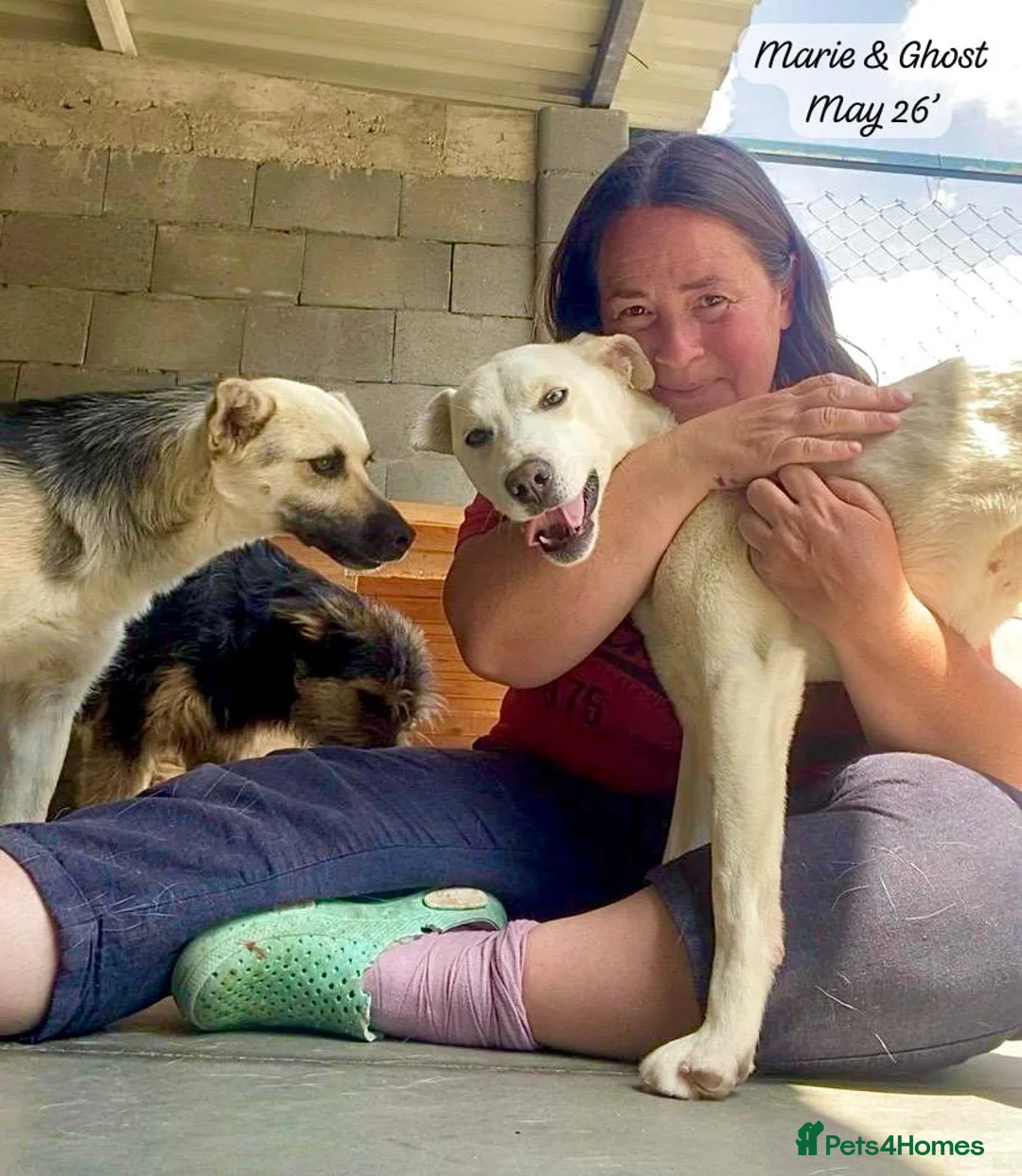 Mixed Breed dogs for adoption: Ghost, female 1 yr approx. Available for adoption. - Advert 2