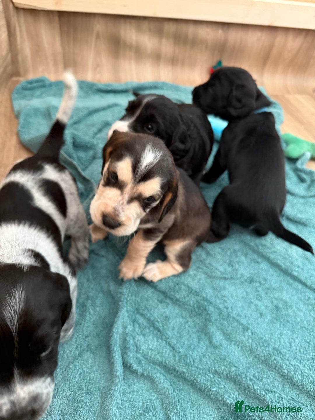 Cockerdor dogs for sale: Cockerdor puppies ready 10th October.  - Image 30
