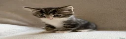 Mixed Breed cats for sale: Adorable Kittens Looking for Their Forever Home - Advert 25