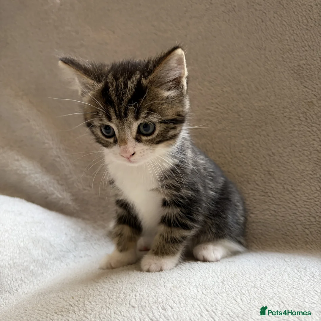 Mixed Breed cats for sale: Adorable Kittens Looking for Their Forever Home - Advert 25