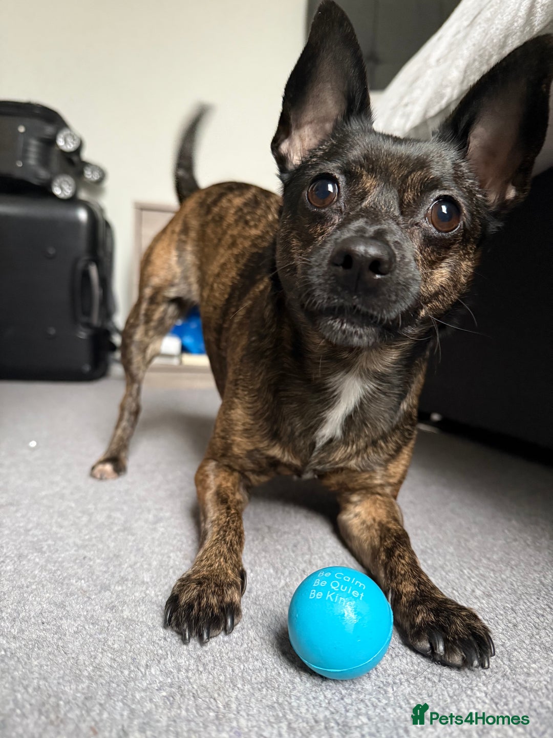 Mixed Breed dogs for sale: Small loving dog looking for a new home  - Advert 3