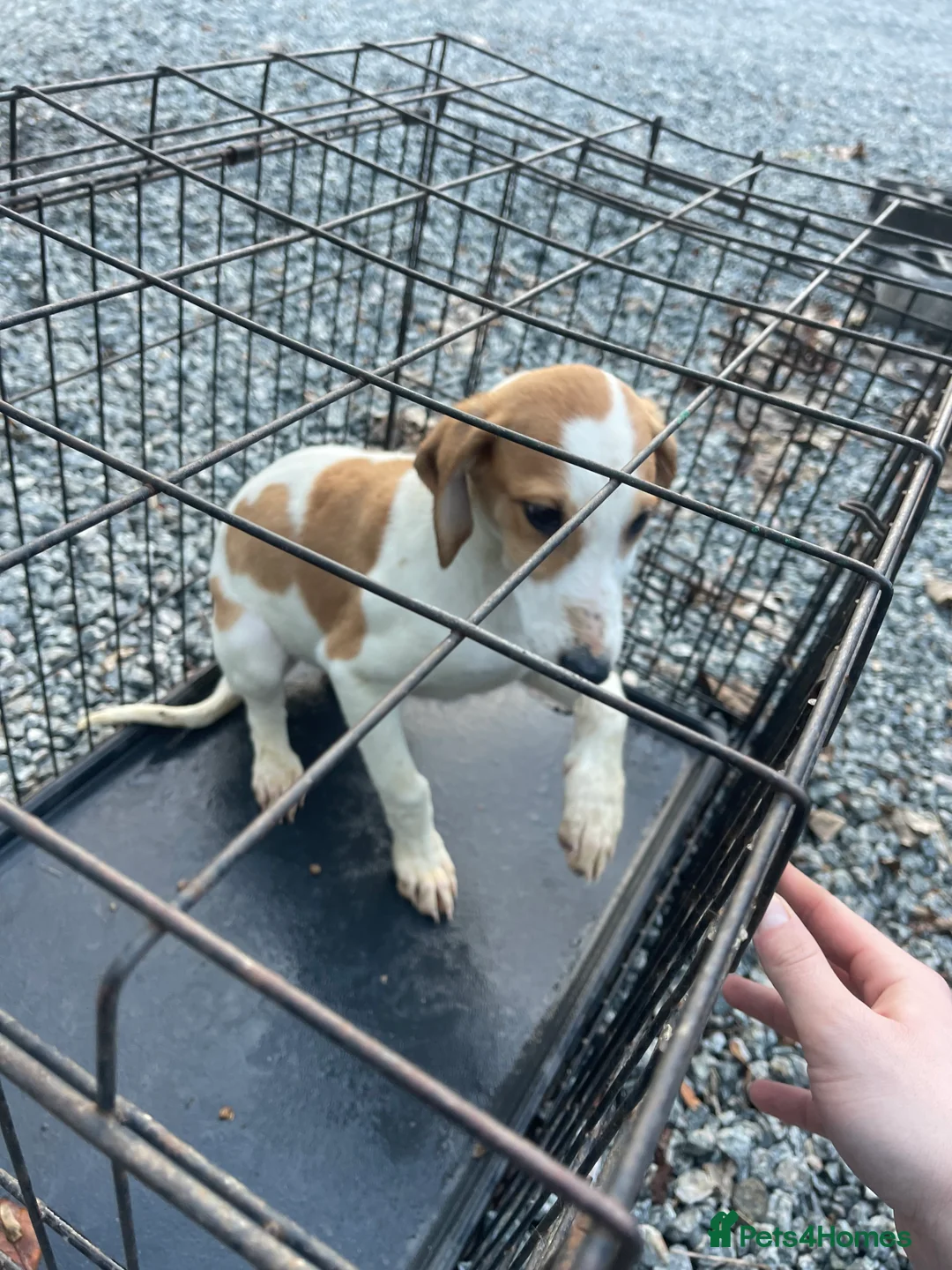 Mixed Breed dogs for sale: Saluki/greyhound puppies  - Advert 9