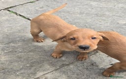 Labrador Retriever dogs for sale: Last Beautiful Fox Red KC Reg Lab Pups READY NOW - Image 19