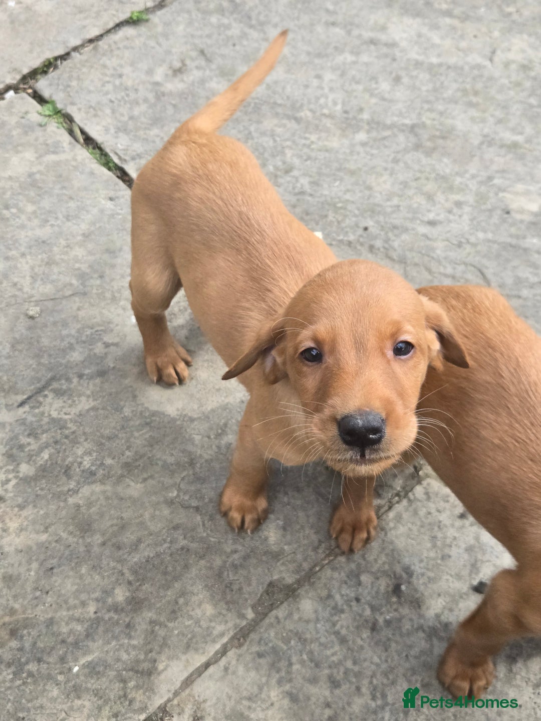 Labrador Retriever dogs for sale: Last Beautiful Fox Red KC Reg Lab Pups READY NOW - Image 19