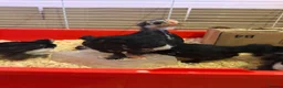 Chickens poultry for sale: Pekin bantam chicks  in Cardiff - Advert 13