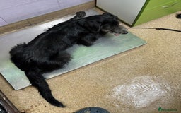 Mixed Breed dogs for adoption: TARMAC - a handsome young boy for a Loving Home - Image 13