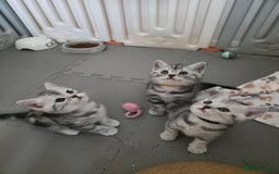 British Shorthair cats for sale: BSH Silver Tabby  - Image 1