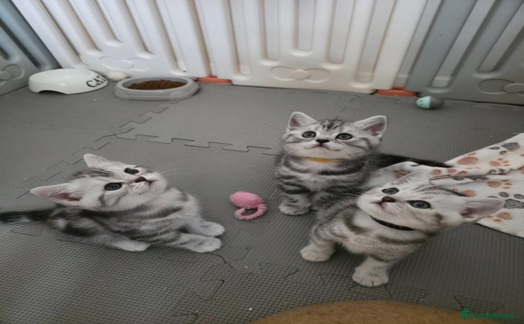 British Shorthair cats - Advert 4