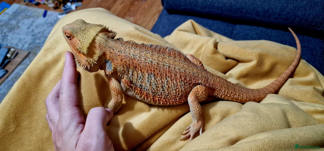 Bearded Dragon reptiles for sale: Blue Bar Lemon Hypo Bearded Dragon - Advert 3