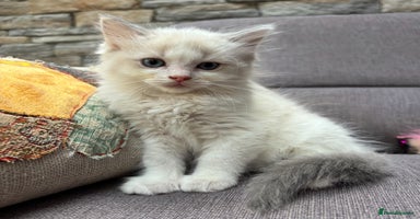 Ragdoll cats - Advert 5