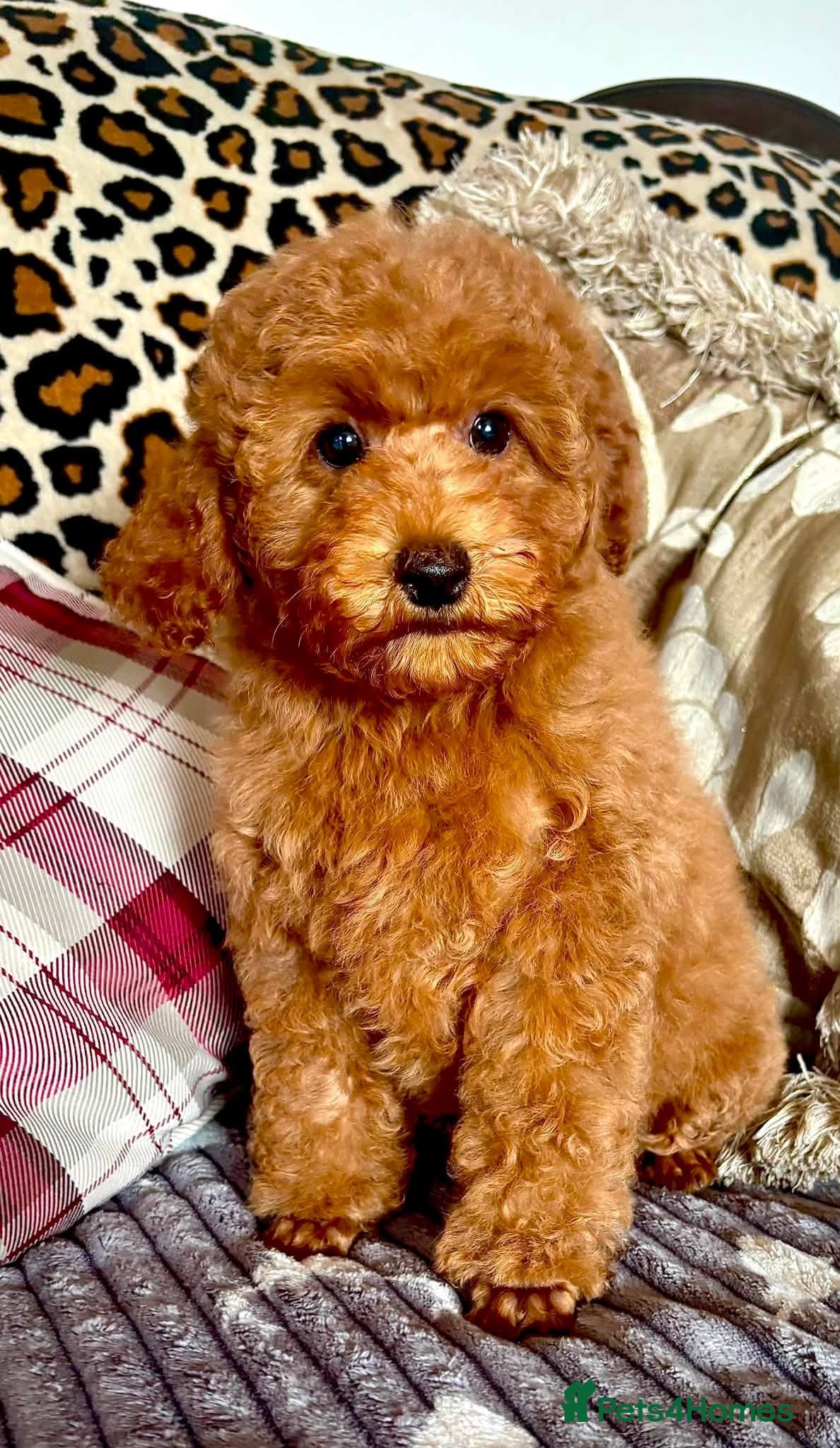 Miniature Poodle dogs KC Reg Red Mini Poodle Girl Available Now - Advert 11