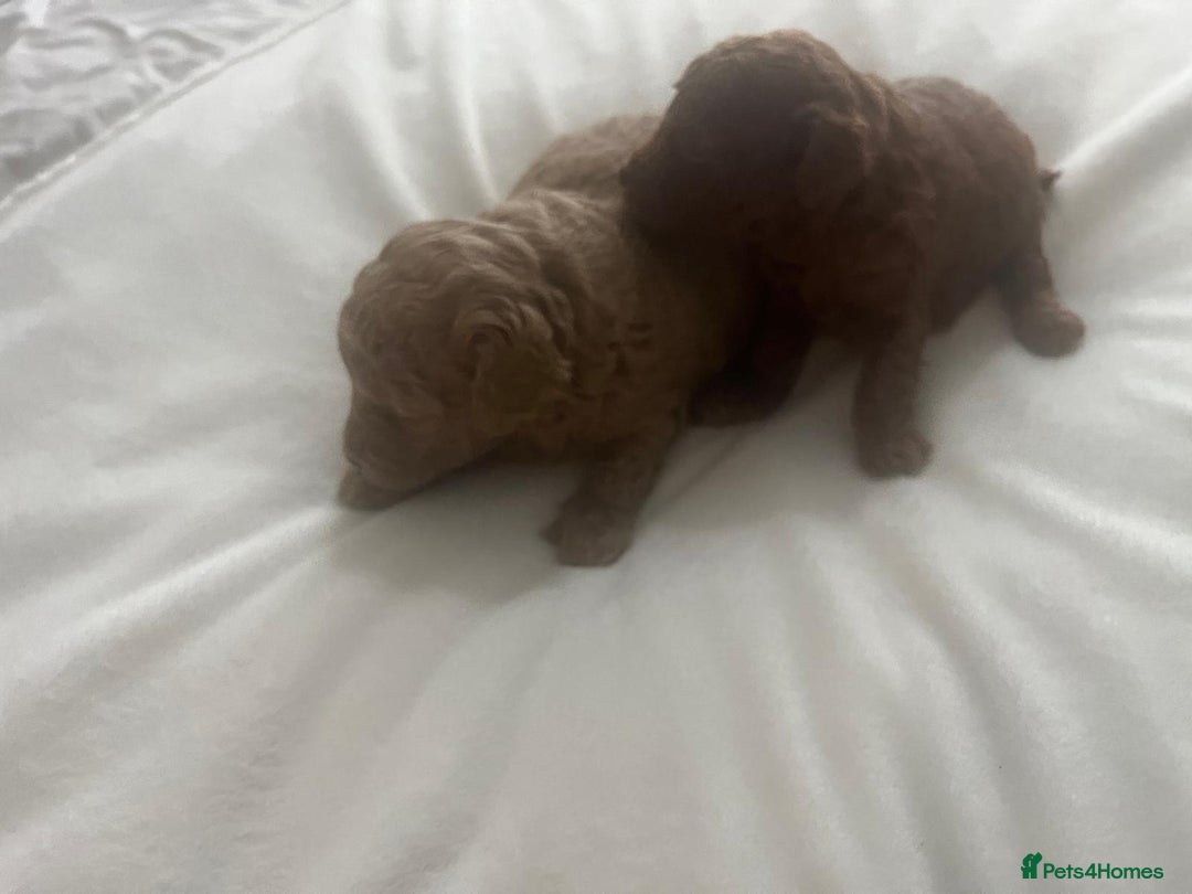 Maltipoo dogs for sale: Stunning quality Maltipo’s for sale  - Advert 4