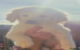 Golden Retriever dogs for sale: KC Registered Golden Retreiver Puppies  - Image 11