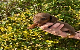 Miniature Dachshund dogs for sale: Kc reg mini dachshunds - Image 3
