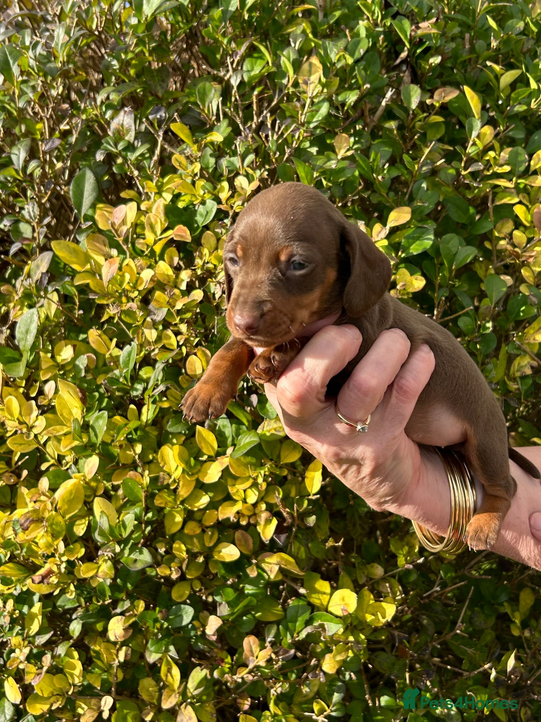 Miniature Dachshund dogs for sale: Kc reg mini dachshunds - Image 3