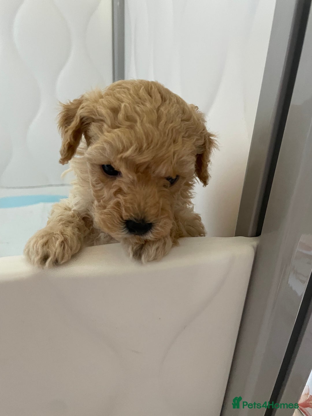 Maltipoo dogs for sale: maltipoo Puppies for sale  - Image 5