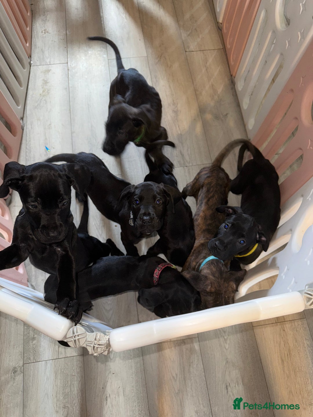 Cane Corso dogs for sale: Beautiful Litter Of Cane Corso Puppys - Image 2