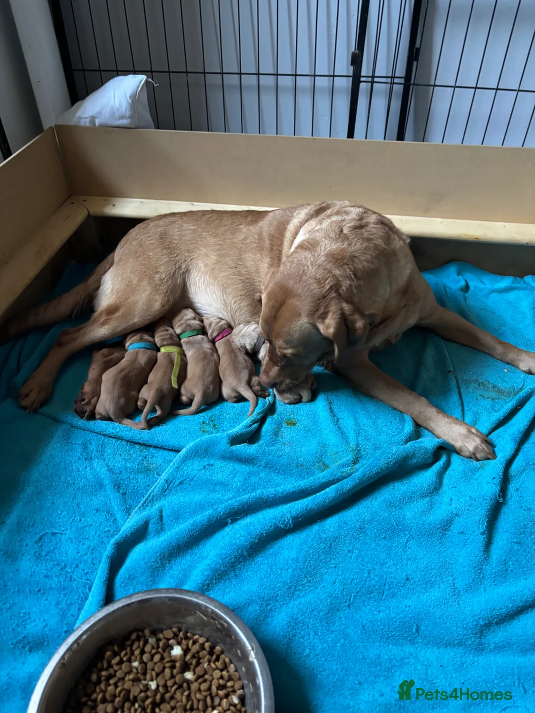 Labrador Retriever dogs for sale: Chunky fox red Labradors  - Advert 1