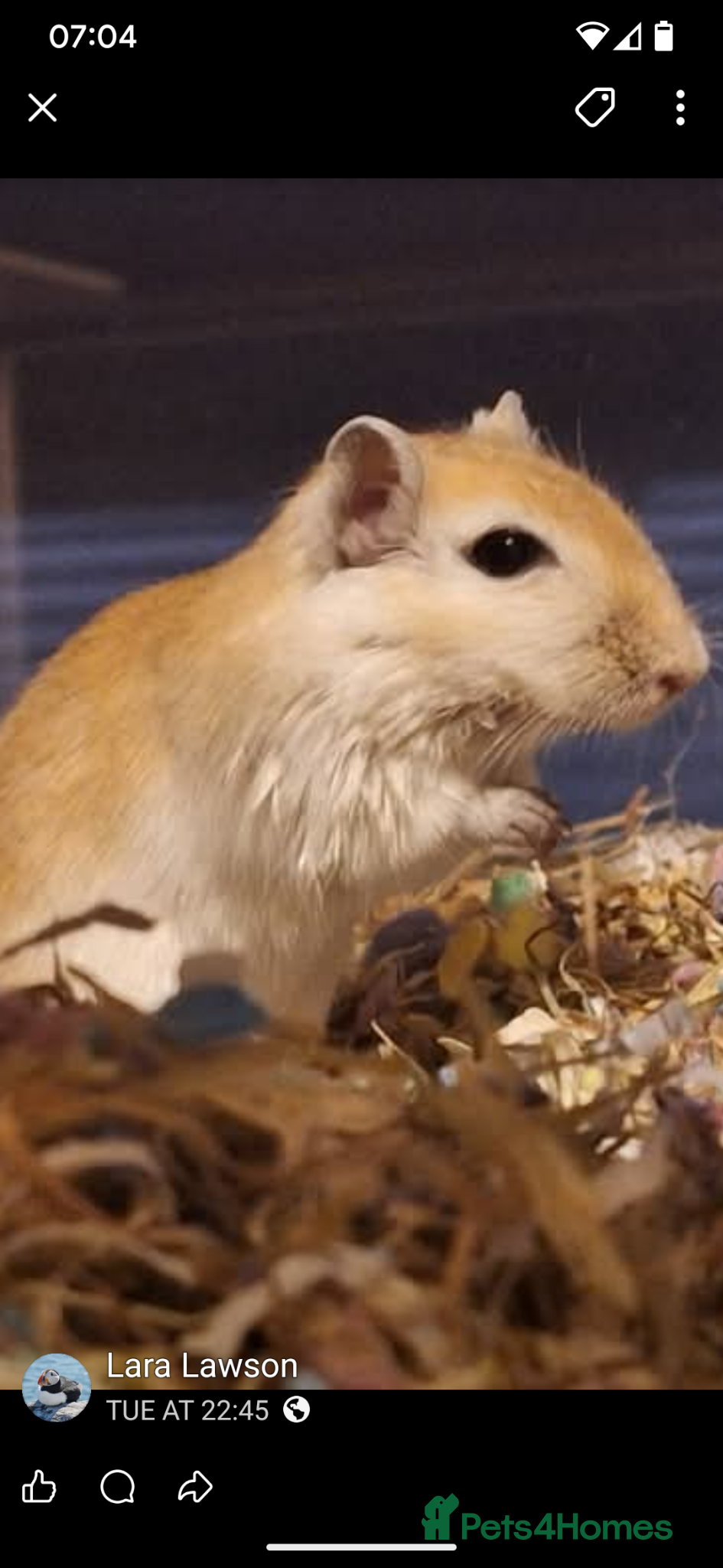 Gerbil rodents Gerbil,s - Advert 11