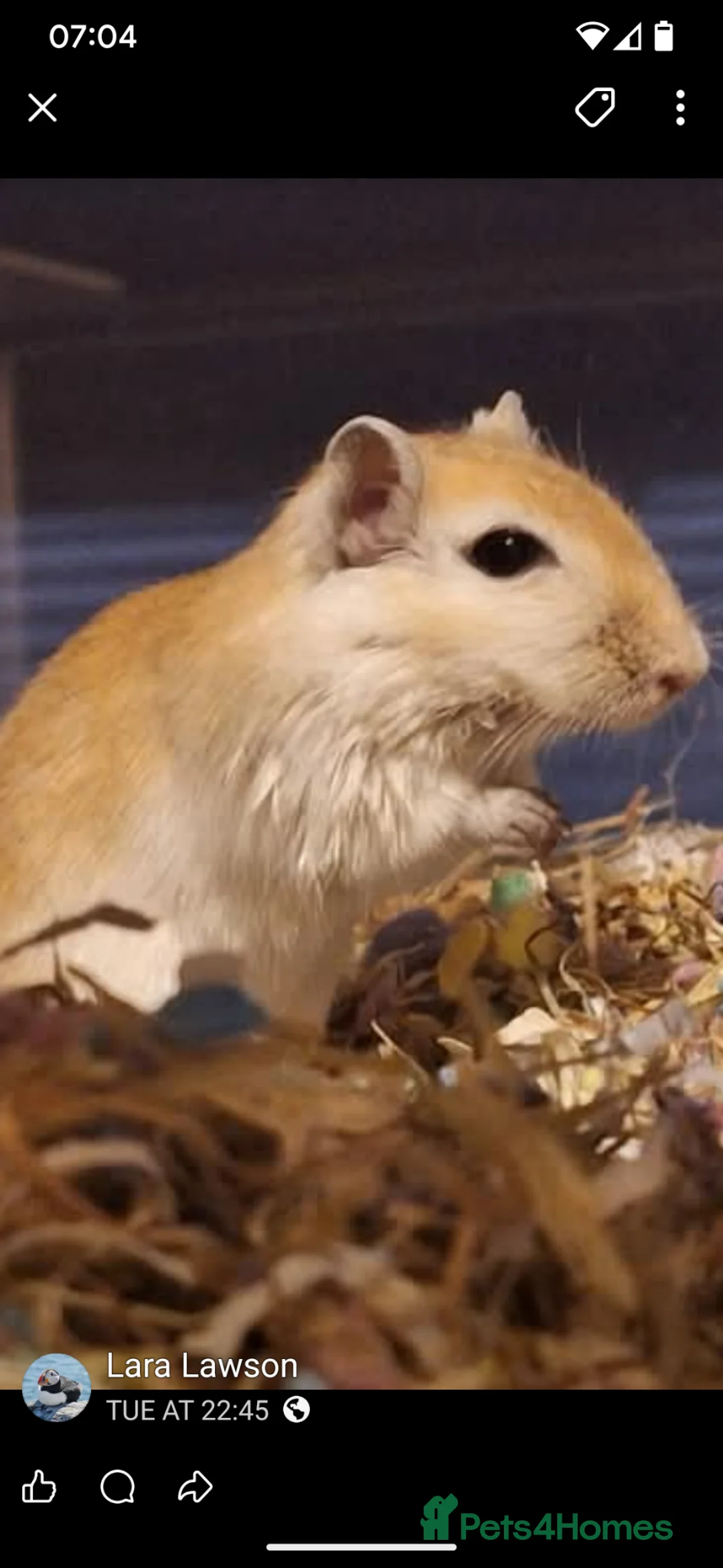 Gerbil rodents for sale: Gerbil,s - Advert 1
