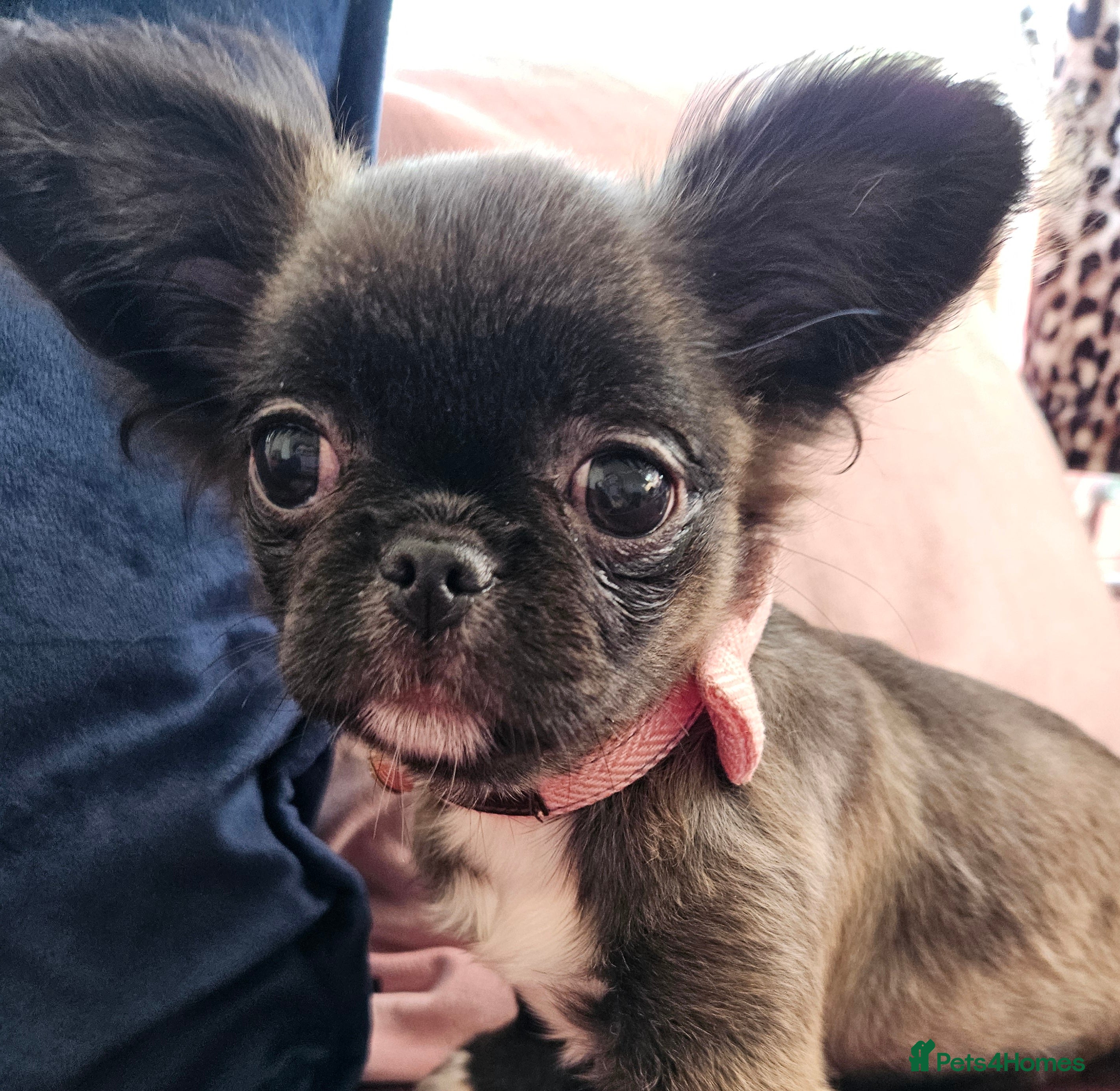 Chihuahua dogs Kennelclub licensed breeder, longhair chihuahua  - Advert 18