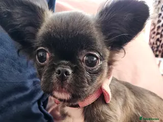 Chihuahua dogs Kennelclub licensed breeder, longhair chihuahua - Advert 18