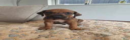 Rhodesian Ridgeback dogs for sale: KC Registered Rhodisian Ridgebacks  - Advert 6