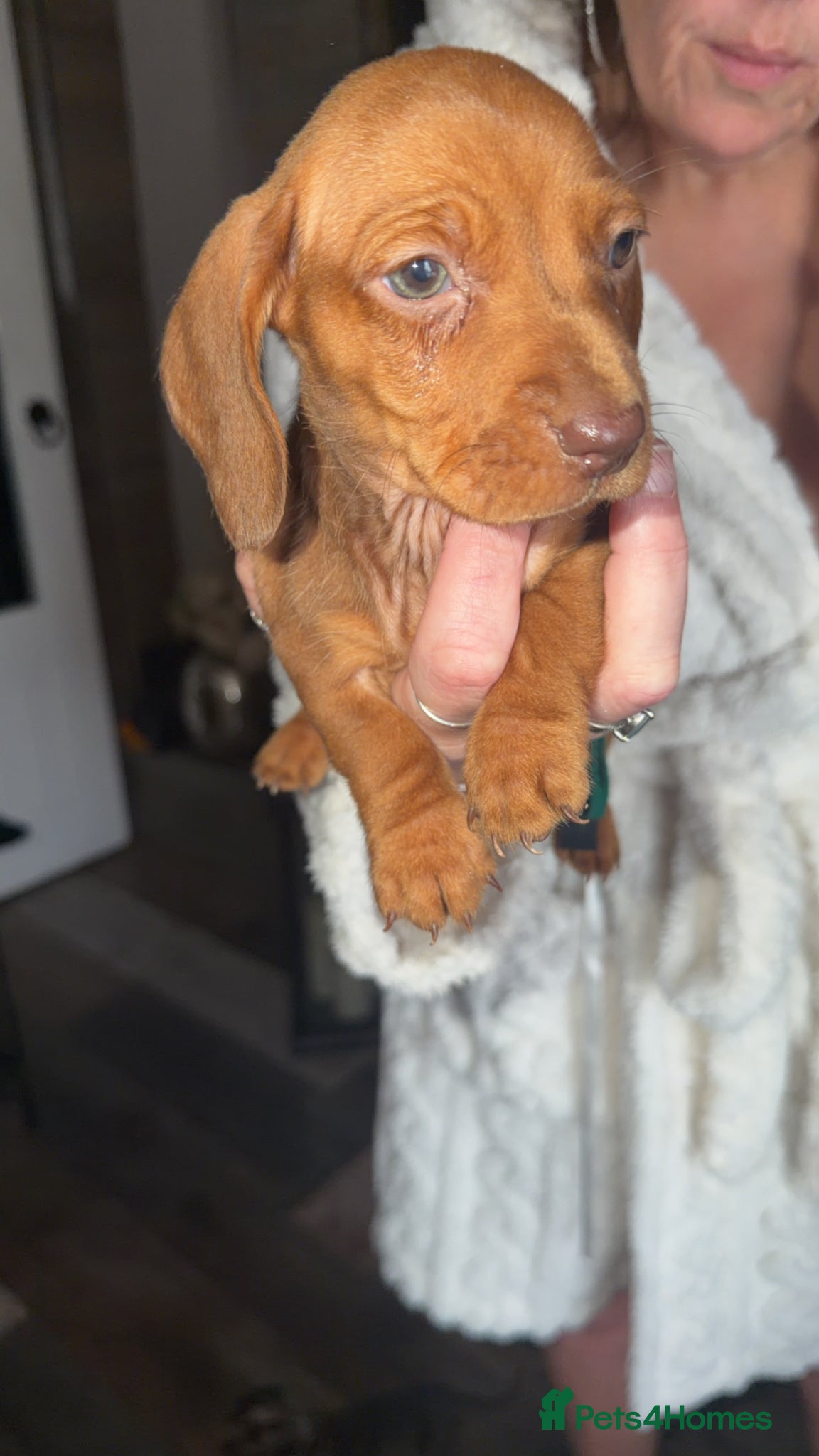 Miniature Dachshund dogs 🐾 1 SHADED RED BOY LEFT 🐾 - Advert 4