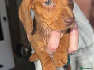 Miniature Dachshund dogs 🐾 1 SHADED RED BOY LEFT 🐾 - Advert 4