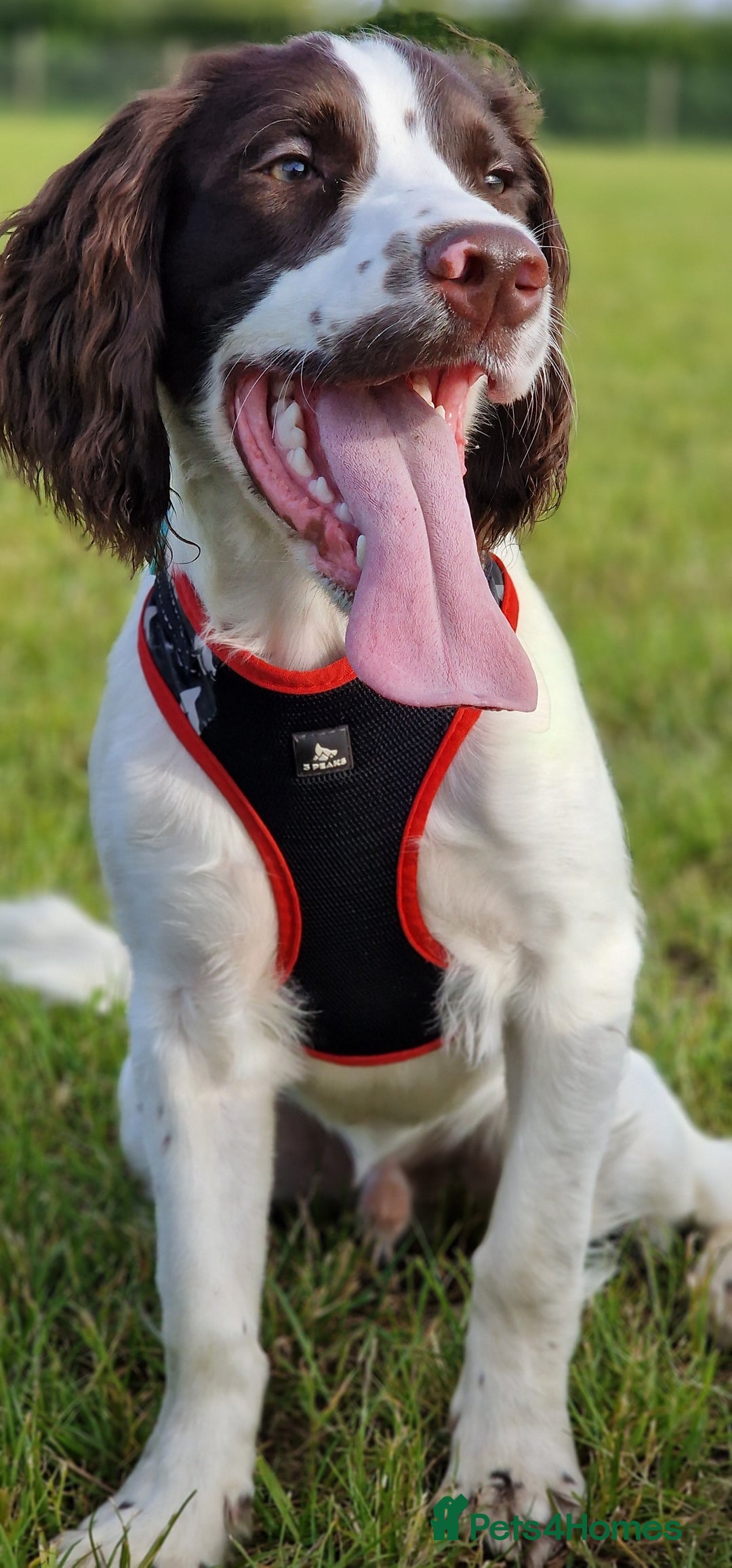 Sprocker dogs for stud: Sprocker Ralph - Advert 3