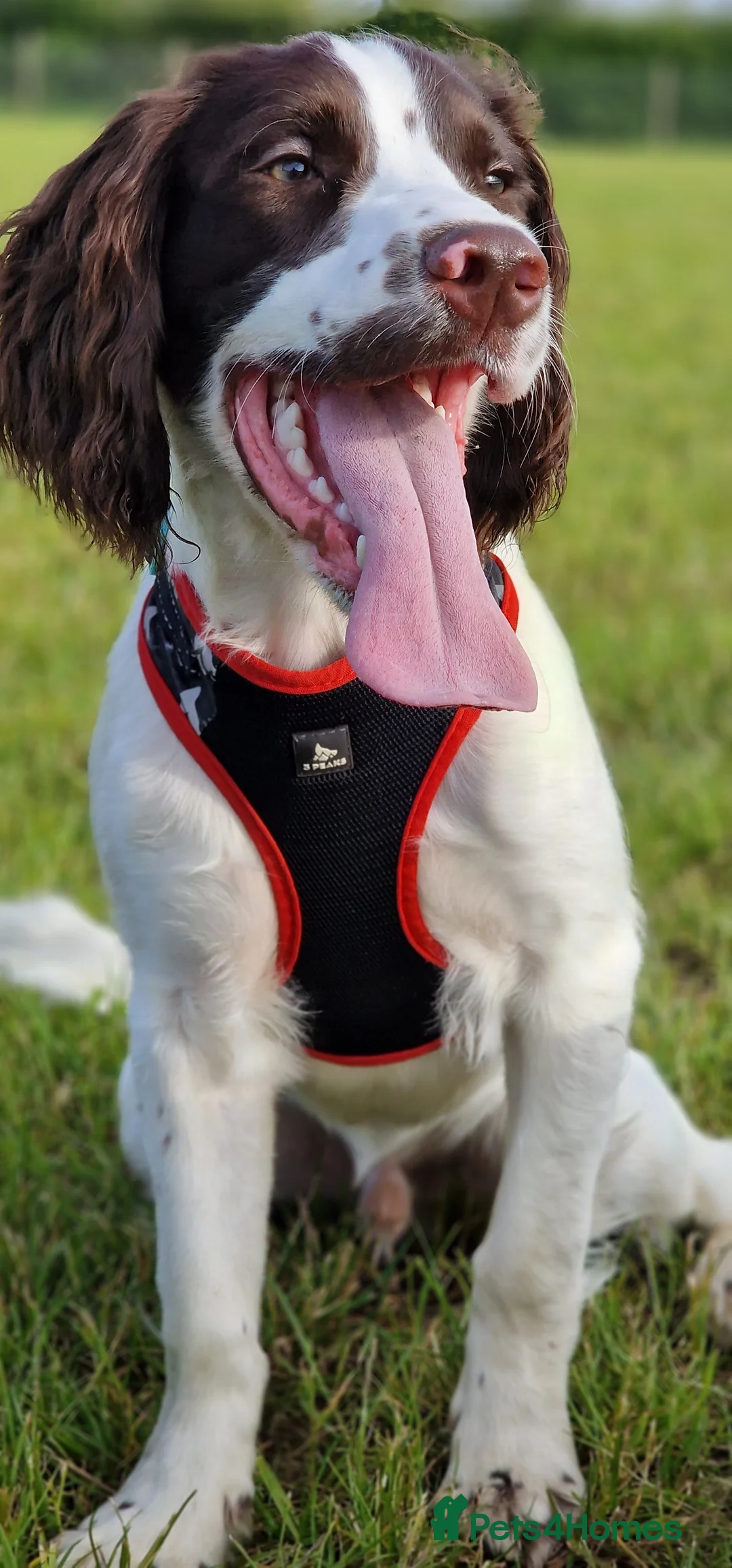 Sprocker dogs for stud: Sprocker Ralph - Advert 3