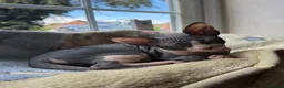 Sphynx cats for sale: Sphynx Male Kitten - Advert 12