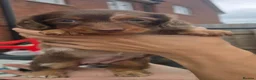 Miniature Dachshund dogs for sale: Ready Now  - Advert 24