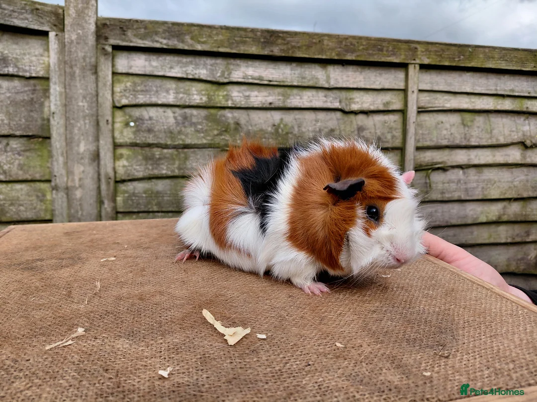 Guinea Pig rodents for sale: Show quality Abyssinian and Pink Eyed Golden's  - Advert 2