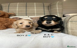 Miniature Dachshund dogs for sale: CREAM MINIATURE DACHSHUNDS💛 - Image 3