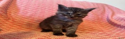 Maine Coon cats for sale: Maine Coon kittens one Blue boy left. - Advert 2