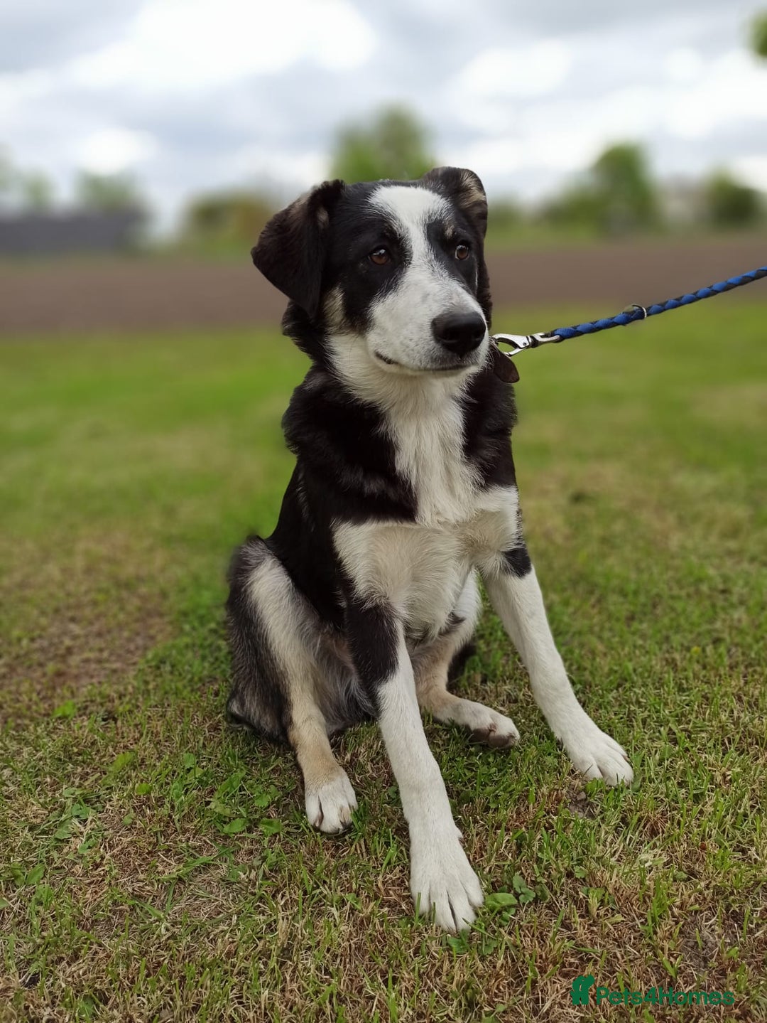 Mixed Breed dogs for adoption: 💙BENNY💙 – Dreams of His First Birthday at Home - Advert 21