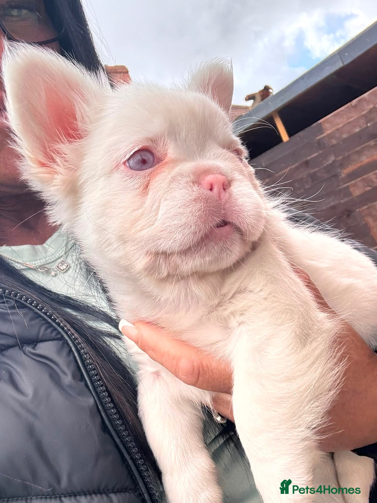 French Bulldog dogs Fluffy French bull dog 12 weeks old  - Advert 3